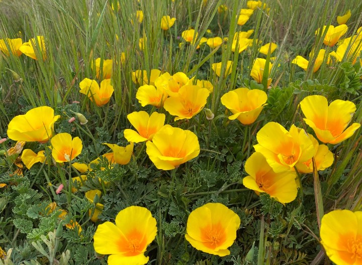 California Poppy